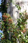 Climbing euonymus